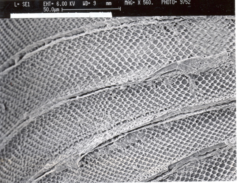 Illustration for article titled Can You Identify This Microscopic Image?
